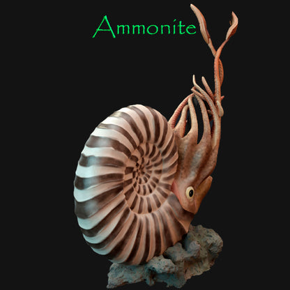 Ammonites