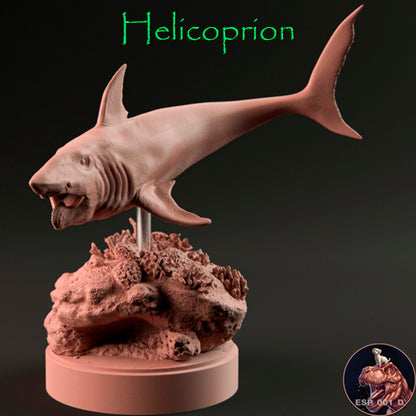 Helicoprion