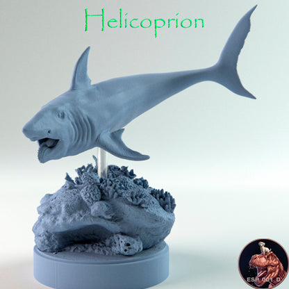 Helicoprion