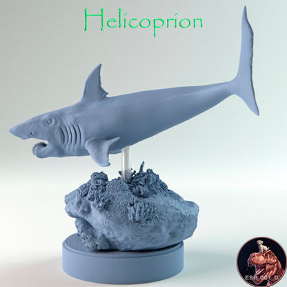 Helicoprion