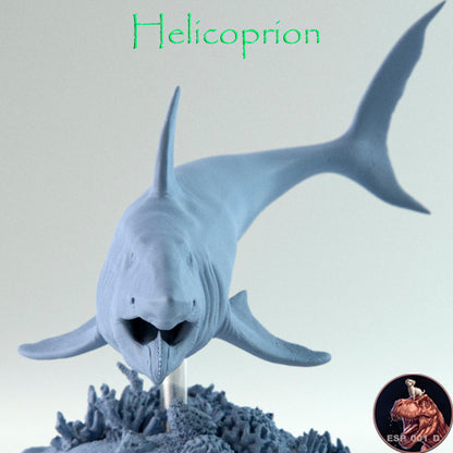 Helicoprion