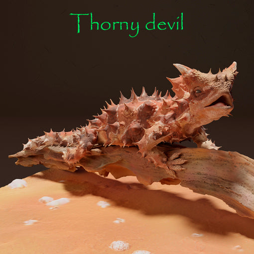 Thorny devil