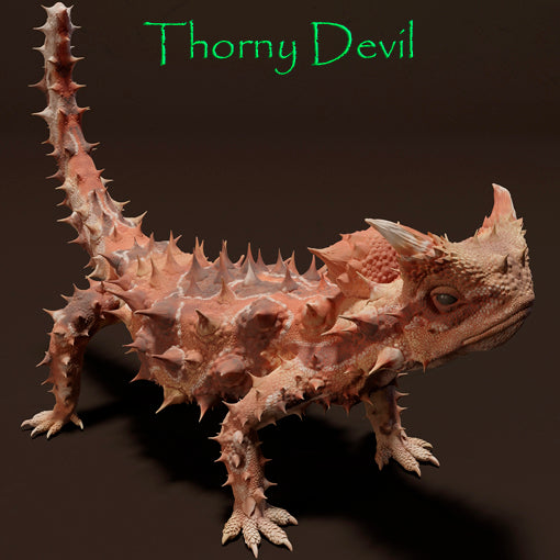 Thorny devil