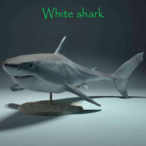 White shark