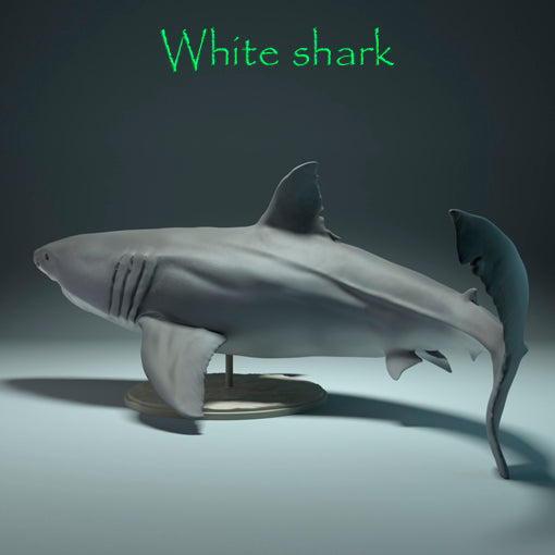 Tiburón blanco