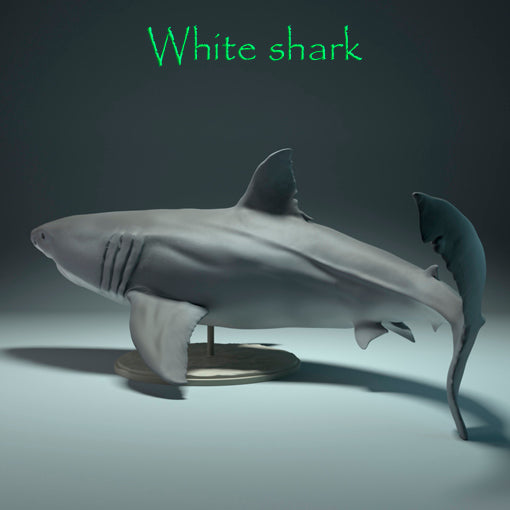 White shark