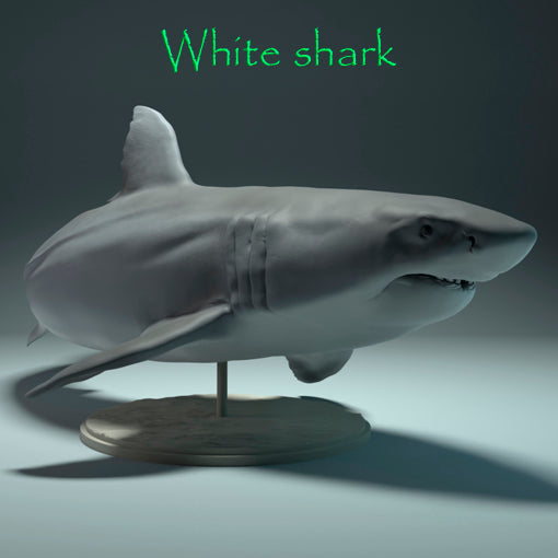 White shark