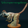 Velociraptor mongoliensis