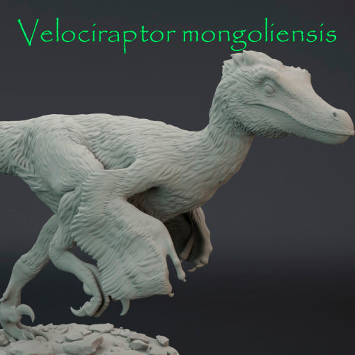 Velociraptor mongoliensis