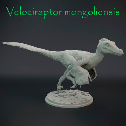 Velociraptor mongoliensis