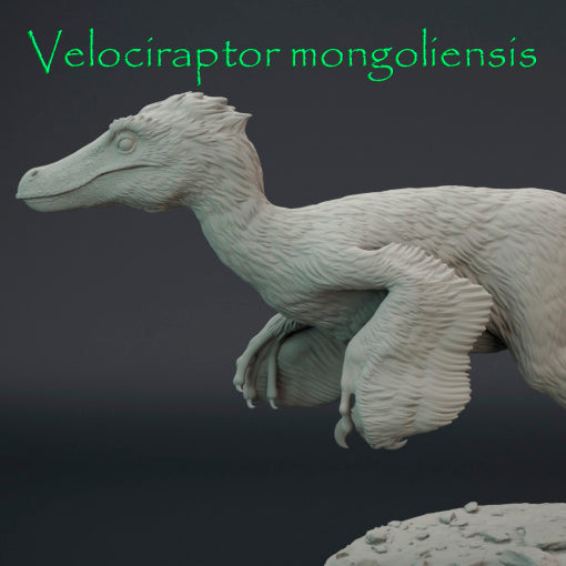 Velociraptor mongoliensis